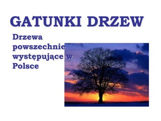 GATUNKI DRZEW
Drzewa
powszechnie
występujące w
Polsce
 