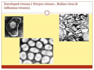 Enveloped viruses ( Herpes viruses , Rabies virus &
influenza viruses).
 