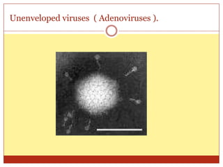 Unenveloped viruses ( Adenoviruses ).
 