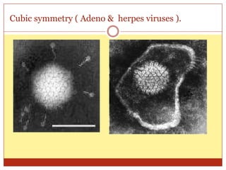 Cubic symmetry ( Adeno & herpes viruses ).
 