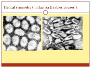 Helical symmetry ( influenza & rabies viruses ).
 