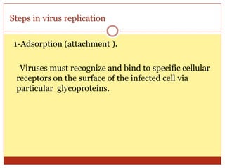 Steps in virus replication

 1-Adsorption (attachment ).

  Viruses must recognize and bind to specific cellular
 receptors on the surface of the infected cell via
 particular glycoproteins.
 