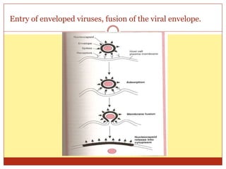Entry of enveloped viruses, fusion of the viral envelope.
 