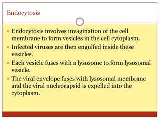 Endocytosis

 Endocytosis involves invagination of the cell
  membrane to form vesicles in the cell cytoplasm.
 Infected viruses are then engulfed inside these
  vesicles.
 Each vesicle fuses with a lysosome to form lysosomal
  vesicle.
 The viral envelope fuses with lysosomal membrane
  and the viral nucleocapsid is expelled into the
  cytoplasm.
 