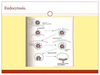 Endocytosis.
 