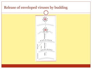 Release of enveloped viruses by budding
 
