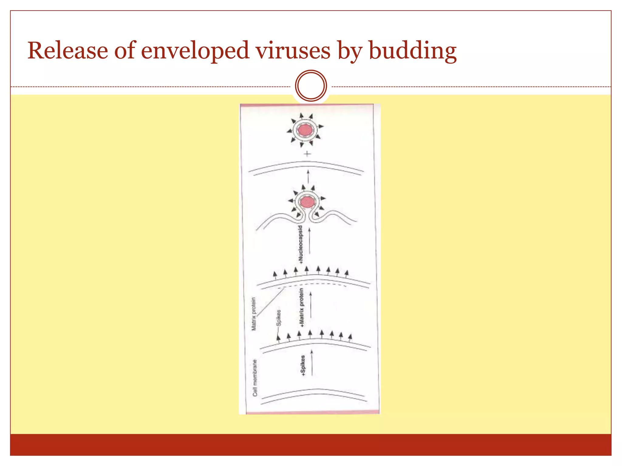 01- General structure and classification of viruses1.pptx