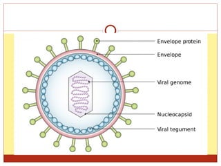 01- General structure and classification of viruses1.pptx