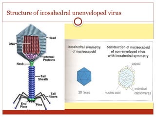 01- General structure and classification of viruses1.pptx