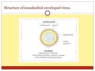 01- General structure and classification of viruses1.pptx