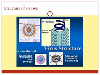 01- General structure and classification of viruses1.pptx