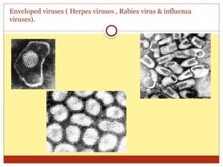 01- General structure and classification of viruses1.pptx