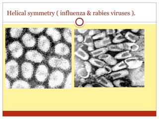 01- General structure and classification of viruses1.pptx