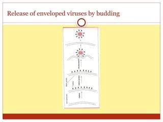 01- General structure and classification of viruses1.pptx