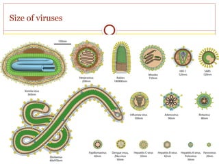01- General structure and classification of viruses1.pptx