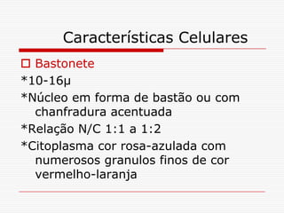 Características Celulares
 Bastonete
*10-16µ
*Núcleo em forma de bastão ou com
  chanfradura acentuada
*Relação N/C 1:1 a 1:2
*Citoplasma cor rosa-azulada com
  numerosos granulos finos de cor
  vermelho-laranja
 