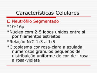 Características Celulares
 Neutrófilo Segmentado
*10-16µ
*Núcleo com 2-5 lobos unidos entre si
  por filamentos estreitos
*Relação N/C 1:3 a 1:5
*Citoplasma cor rosa-clara a azulada,
  numerosos granulos pequenos de
  distribuição uniforme de cor-de –rosa
  a rosa-violeta
 