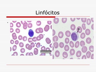 Linfócitos
.
 