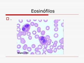 Eosinófilos
.
 
