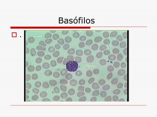 Basófilos
.
 