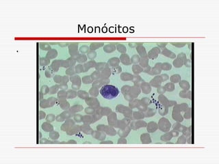 Monócitos
.
 