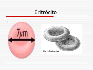 Eritrócito
.
 