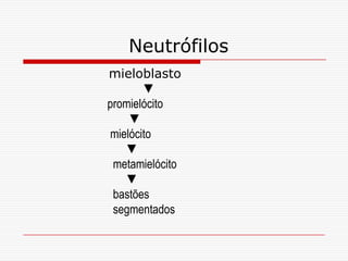 Neutrófilos
mieloblasto
        ▼
promielócito
    ▼
mielócito
    ▼
 metamielócito
    ▼
 bastões
 segmentados
 