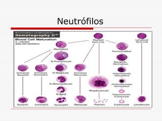 Neutrófilos
 