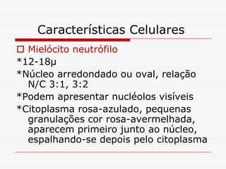 Características Celulares
 Mielócito neutrófilo
*12-18µ
*Núcleo arredondado ou oval, relação
  N/C 3:1, 3:2
*Podem apresentar nucléolos visíveis
*Citoplasma rosa-azulado, pequenas
  granulações cor rosa-avermelhada,
  aparecem primeiro junto ao núcleo,
  espalhando-se depois pelo citoplasma
 