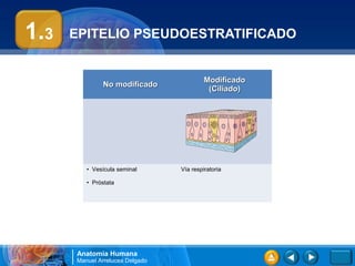 1.3   EPITELIO PSEUDOESTRATIFICADO


                                          Modificado
              No modificado
                                           (Ciliado)




         • Vesícula seminal      Vía respiratoria

         • Próstata




      Anatomía Humana
      Manuel Arrelucea Delgado
 