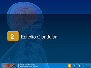 2.    Epitelio Glandular




     Anatomía Humana
     Manuel Arrelucea Delgado
 