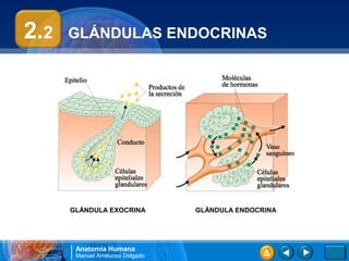 2.2   GLÁNDULAS ENDOCRINAS




      GLÁNDULA EXOCRINA           GLÁNDULA ENDOCRINA




       Anatomía Humana
       Manuel Arrelucea Delgado
 