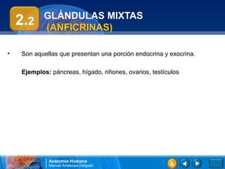 GLÁNDULAS MIXTAS
    2.2    (ANFICRINAS)

•   Son aquellas que presentan una porción endocrina y exocrina.

    Ejemplos: páncreas, hígado, riñones, ovarios, testículos




             Anatomía Humana
             Manuel Arrelucea Delgado
 
