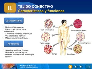 TEJIDO CONECTIVO
      II.         Características y funciones

    Características

• Deriva del Mesodermo
• Fornado por células poco
diferenciadas.
• Abundante sustancia intercelular
• Vascularizado e inervado
• Más ampliamente distribuido


      Funciones

•   Soporte y sostén de órganos
•   Nutrición al resto de tejidos
•   Defensa a través de los macrófagos
•   Relleno




                     Anatomía Humana
                     Manuel Arrelucea Delgado   16
 
