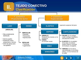 TEJIDO CONECTIVO
       II.           Clasificación

                  T. Conectivo                                     T. Conectivo
               Propiamente dicho                                   Especializado


                                                                                   Ligamento suspensor del pene
        LAXO                         DENSO                 ELÁSTICO

     (AREOLAR)
                                                           ADIPOSO                       CARTILAGINOSO
                                IRREGULAR
• Mas ampliamente               • Periostio
  distribuido.                  • Pericondrio       AMARILLO:                          HIALINO: En el cartílago
                                • Aponeurosis       Rodeando las vísceras, en la       costal, cartílago metafisiario,
• Dermis papilar,                                   hipodermis                         articulaciones móviles
• Rodeando vasos                                    PARDO:
                                                    En el recién nacido                ELÁSTICO: En el pabellón
  sanguíneos y nervios          REGULAR                                                de la oreja, el conducto
• Sirve de apoyo para           • Tendones                                             auditivo externo, la trompa
   los epitelios                • Ligamentos                 ÓSEO                      de Eustaquio, la epiglotis.

                                                                                       FIBROSO: En los discos
                                                                                       intervertebrales, en la sínfisis
                                                         SANGUÍNEO                     púbica, y en los meniscos de
                                                                                       la rodilla


                         Anatomía Humana
                         Manuel Arrelucea Delgado                                                                   17
 