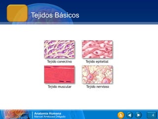 Tejidos Básicos




 Anatomía Humana
 Manuel Arrelucea Delgado   4
 