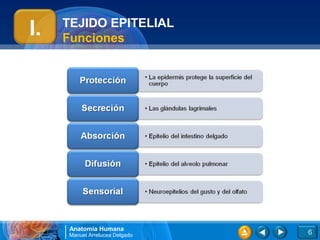 TEJIDO EPITELIAL
I.   Funciones




     Anatomía Humana
     Manuel Arrelucea Delgado   6
 