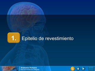 1.    Epitelio de revestimiento




     Anatomía Humana
     Manuel Arrelucea Delgado
 