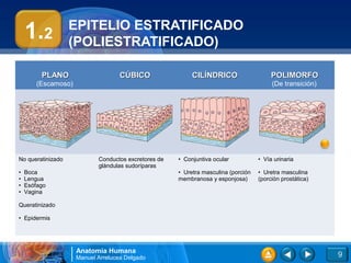 EPITELIO ESTRATIFICADO
    1.2            (POLIESTRATIFICADO)

         PLANO                      CÚBICO                 CILÍNDRICO                    POLIMORFO
        (Escamoso)                                                                       (De transición)




No queratinizado            Conductos excretores de   • Conjuntiva ocular           • Vía urinaria
                            glándulas sudoríparas
•   Boca                                              • Uretra masculina (porción   • Uretra masculina
•   Lengua                                            membranosa y esponjosa)       (porción prostática)
•   Esófago
•   Vagina

Queratinizado

• Epidermis




                     Anatomía Humana
                     Manuel Arrelucea Delgado                                                              9
 