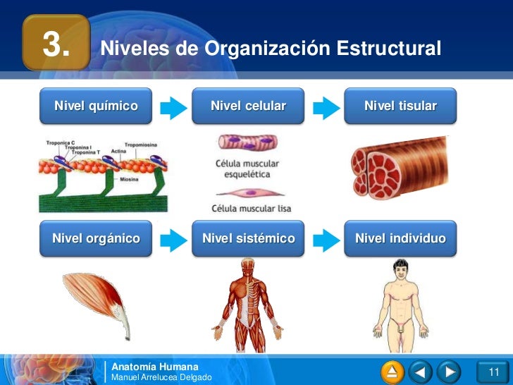 01.Introducción al cuerpo humano