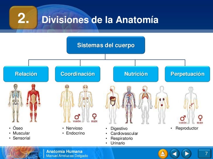 01.Introducción al cuerpo humano