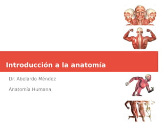 Introducción a la anatomía
Dr. Abelardo Méndez
Anatomía Humana
 