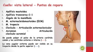Anatom a Topogr fica Y Funcional Del Cuello Humano Estructuras Y 