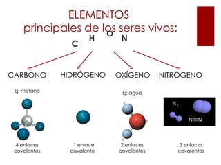 ELEMENTOS
    principales de los seres vivos:
                    O
                     H      N
                C


CARBONO       HIDRÓGENO    OXÍGENO      NITRÓGENO

 Ej: metano                 Ej: agua




  4 enlaces     1 enlace    2 enlaces       3 enlaces
 covalentes    covalente   covalentes      covalentes
 