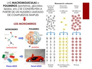 LAS MACROMOLECULAS o
POLIMEROS (proteínas, glúcidos,
 lípidos, etc.) SE CONSTRUYEN A
PARTIR DE UN NUMERO LIMITADO
     DE COMPUESTOS SIMPLES


         LOS MONOMEROS

 MONOMERO          POLIMERO




  aminoácido          proteína




  Piezas LEGO        Ferrari LEGO
 
