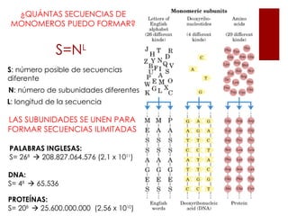 ¿QUÁNTAS SECUENCIAS DE
MONOMEROS PUEDO FORMAR?


             S=NL
S: número posible de secuencias
diferente
N: número de subunidades diferentes
L: longitud de la secuencia

LAS SUBUNIDADES SE UNEN PARA
FORMAR SECUENCIAS ILIMITADAS

PALABRAS INGLESAS:
S= 268  208.827.064.576 (2,1 x 1011)

DNA:
S= 48  65.536

PROTEÍNAS:
S= 208  25.600.000.000 (2,56 x 1010)
 