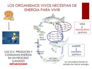 LOS ORGANISMOS VIVOS NECESITAN DE
         ENERGIA PARA VIVIR


                                           VIDA

                                       desequilibrio
                                         químico




                                    MUERTE

LOS O.V. PRODUCEN Y                equilibrio
CONSUMAN ENERGÍA                   químico
  EN UN PROCESO
     LLAMADO                 La naturaleza tiende al
    METABOLISMO             estado de menor energía
 