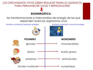 LOS ORGANISMOS VIVOS DEBEN REALIZAR TRABAJO (QUÍMICO)
       PARA PERMANECER VIVOS Y REPRODUCIRSE


                          BIOENERGÉTICA:
  las transformaciones e intercambios de energía de las que
              dependen todos los organismos vivos
  Homero comiendo adquiere energía         Homero corriendo consuma energía




                   POLIMERO                         MONOMERO
                     glúcidos                       monosacáridos


                       lípidos                     ácidos grasos


                     proteínas                      aminoácidos


             (ácidos nucleicos                     nucleótidos)
 