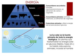 ENERGÍA
          Consumidores secundarios:
          animales
          carnívoros/omnívoros, se
          alimentan de carne y
          vegetales

          Consumidores primarios: animales
          herbívoros, se alimentan de vegetales


          Productores primarios: utilizan energía
          del sol para producir glucosa




               La luz solar es la fuente
            primaria de toda la energía
             biológica. Sin plantas que
           trasformarían la energía solar
          en glucosa (tejidos, hojas etc.)
              no habría vida para los
           animales, incluido el hombre
 