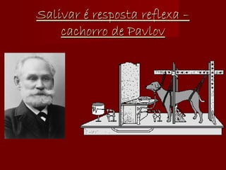 Salivar é resposta reflexa – cachorro de Pavlov 